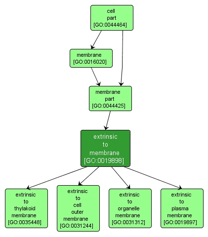 GO:0019898 - extrinsic to membrane (interactive image map)