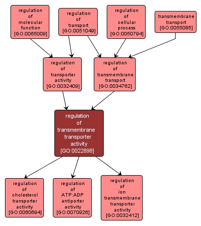 GO:0022898 - regulation of transmembrane transporter activity (interactive image map)