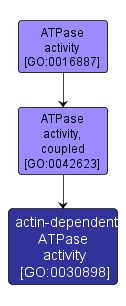 GO:0030898 - actin-dependent ATPase activity (interactive image map)