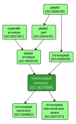 GO:0031898 - chromoplast envelope (interactive image map)