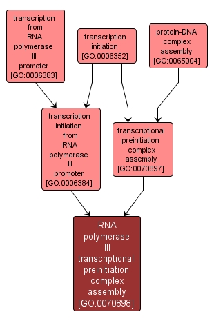GO:0070898 - RNA polymerase III transcriptional preinitiation complex assembly (interactive image map)