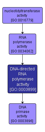 GO:0003899 - DNA-directed RNA polymerase activity (interactive image map)