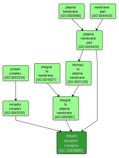 GO:0005899 - insulin receptor complex (interactive image map)