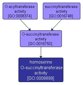 GO:0008899 - homoserine O-succinyltransferase activity (interactive image map)
