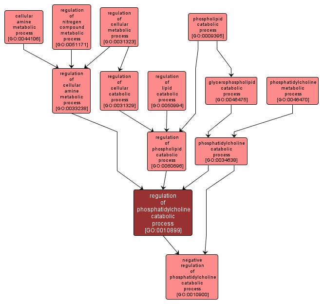 GO:0010899 - regulation of phosphatidylcholine catabolic process (interactive image map)