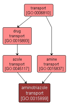 GO:0015899 - aminotriazole transport (interactive image map)