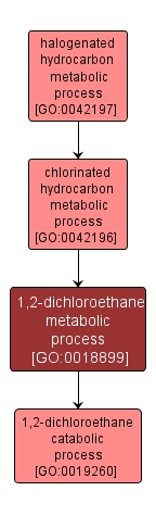 GO:0018899 - 1,2-dichloroethane metabolic process (interactive image map)