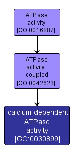 GO:0030899 - calcium-dependent ATPase activity (interactive image map)