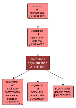 GO:0051899 - membrane depolarization (interactive image map)