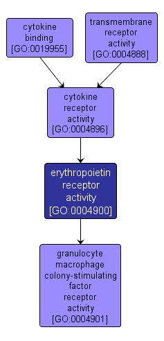 GO:0004900 - erythropoietin receptor activity (interactive image map)