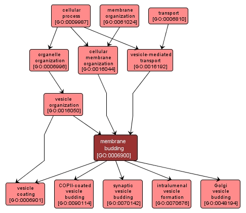 GO:0006900 - membrane budding (interactive image map)