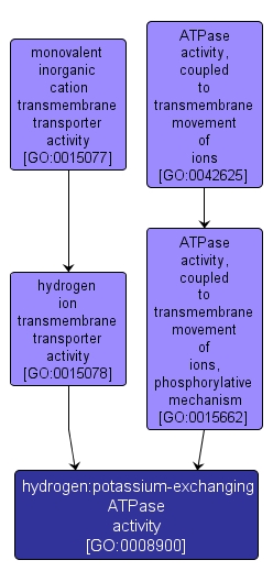GO:0008900 - hydrogen:potassium-exchanging ATPase activity (interactive image map)