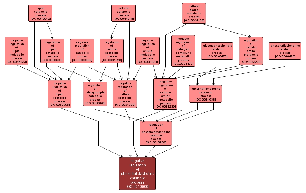 GO:0010900 - negative regulation of phosphatidylcholine catabolic process (interactive image map)