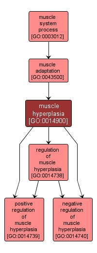 GO:0014900 - muscle hyperplasia (interactive image map)