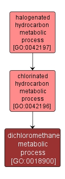 GO:0018900 - dichloromethane metabolic process (interactive image map)