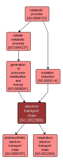GO:0022900 - electron transport chain (interactive image map)