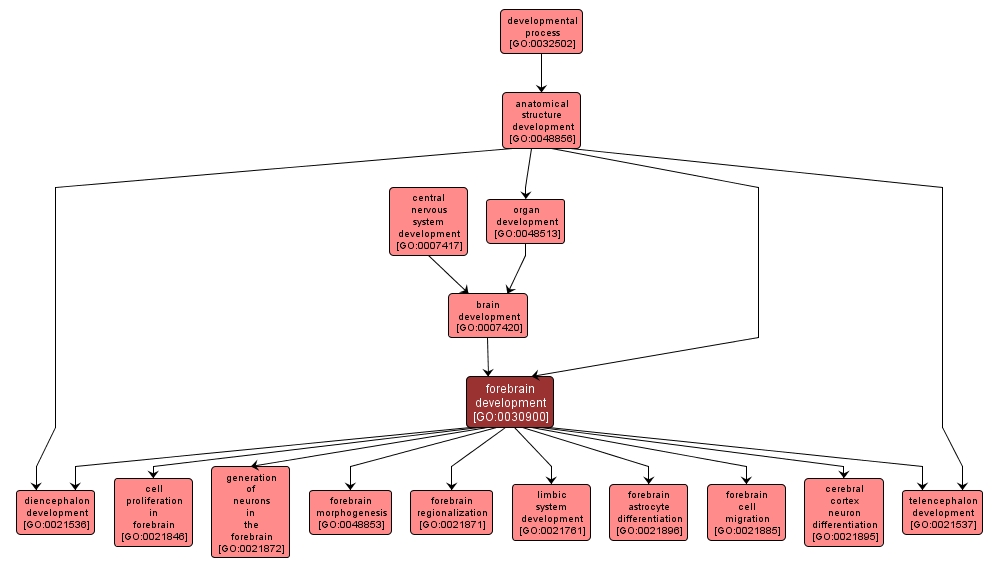 GO:0030900 - forebrain development (interactive image map)