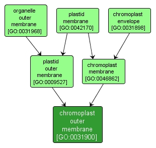 GO:0031900 - chromoplast outer membrane (interactive image map)