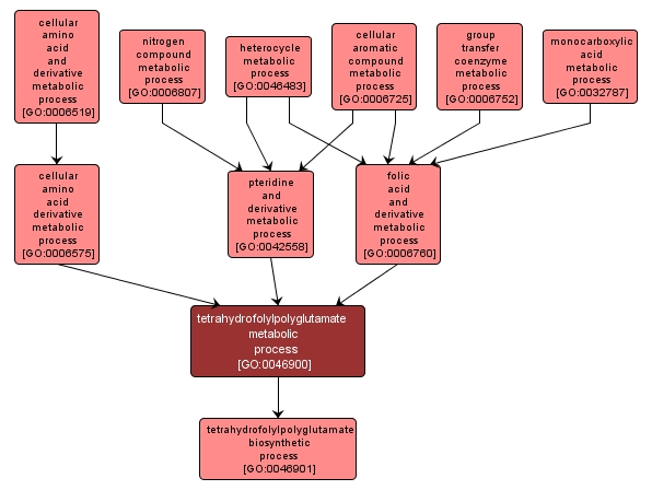 GO:0046900 - tetrahydrofolylpolyglutamate metabolic process (interactive image map)