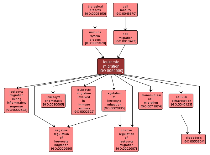 GO:0050900 - leukocyte migration (interactive image map)