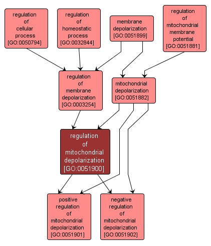 GO:0051900 - regulation of mitochondrial depolarization (interactive image map)