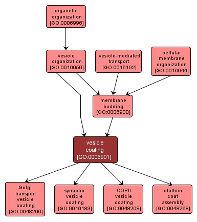 GO:0006901 - vesicle coating (interactive image map)