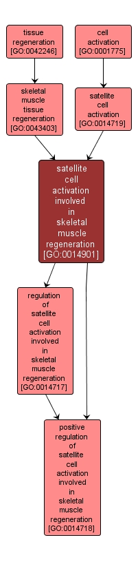 GO:0014901 - satellite cell activation involved in skeletal muscle regeneration (interactive image map)