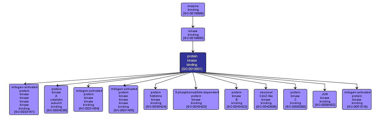 GO:0019901 - protein kinase binding (interactive image map)