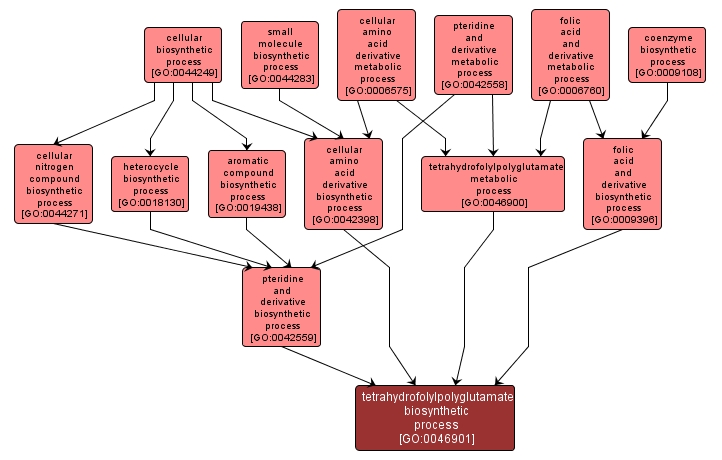 GO:0046901 - tetrahydrofolylpolyglutamate biosynthetic process (interactive image map)