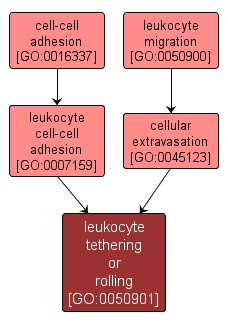GO:0050901 - leukocyte tethering or rolling (interactive image map)