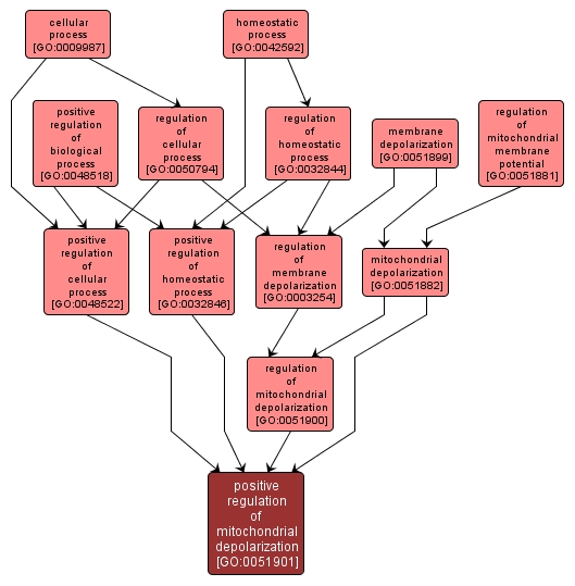 GO:0051901 - positive regulation of mitochondrial depolarization (interactive image map)