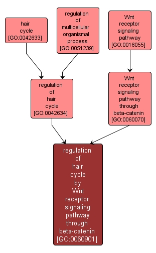 GO:0060901 - regulation of hair cycle by Wnt receptor signaling pathway through beta-catenin (interactive image map)
