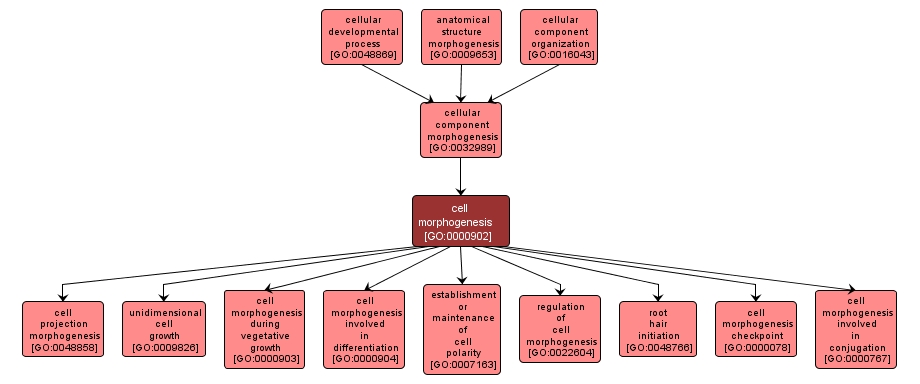 GO:0000902 - cell morphogenesis (interactive image map)