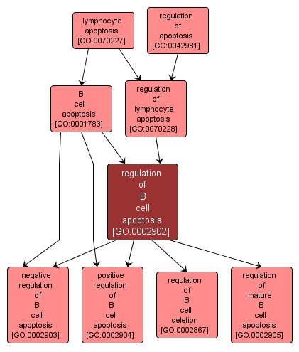 GO:0002902 - regulation of B cell apoptosis (interactive image map)