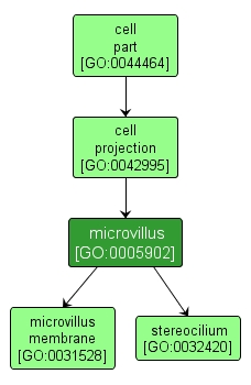 GO:0005902 - microvillus (interactive image map)