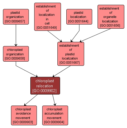 GO:0009902 - chloroplast relocation (interactive image map)