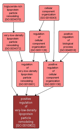 GO:0010902 - positive regulation of very-low-density lipoprotein particle remodeling (interactive image map)