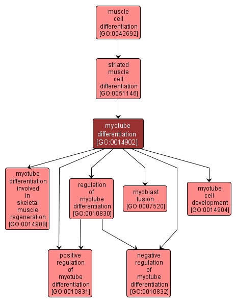 GO:0014902 - myotube differentiation (interactive image map)