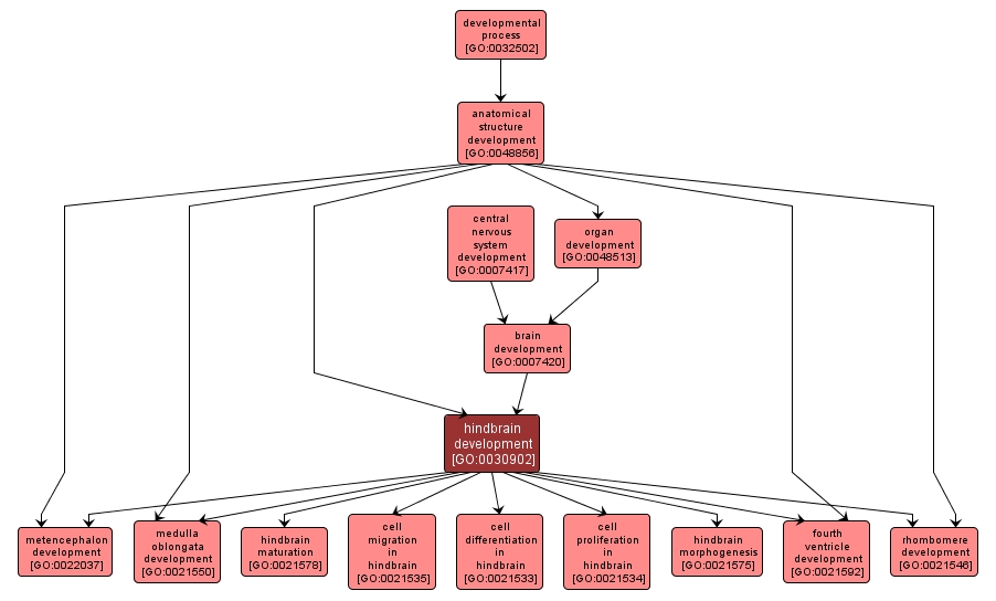 GO:0030902 - hindbrain development (interactive image map)