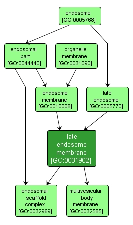 GO:0031902 - late endosome membrane (interactive image map)