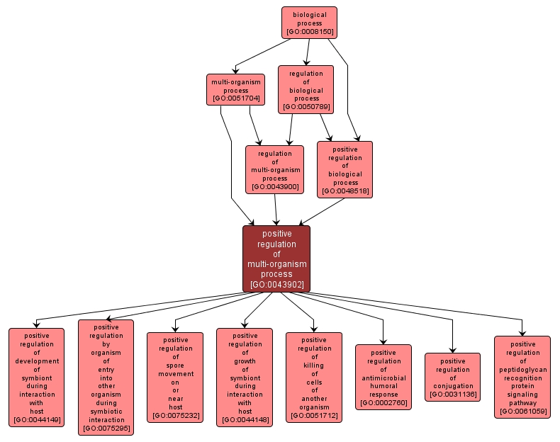 GO:0043902 - positive regulation of multi-organism process (interactive image map)