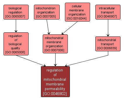 GO:0046902 - regulation of mitochondrial membrane permeability (interactive image map)