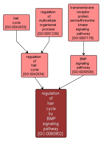 GO:0060902 - regulation of hair cycle by BMP signaling pathway (interactive image map)