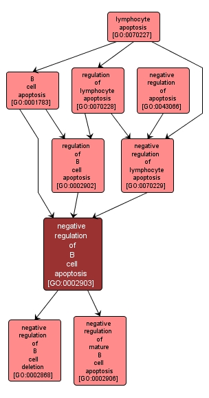 GO:0002903 - negative regulation of B cell apoptosis (interactive image map)