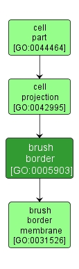 GO:0005903 - brush border (interactive image map)