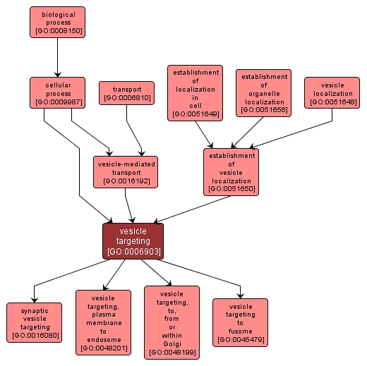 GO:0006903 - vesicle targeting (interactive image map)