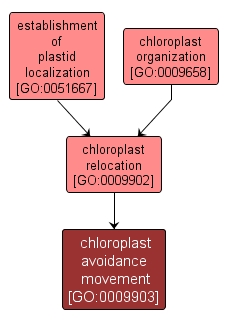 GO:0009903 - chloroplast avoidance movement (interactive image map)
