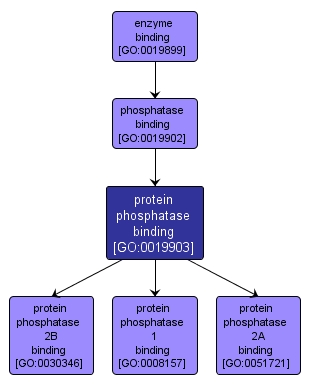 GO:0019903 - protein phosphatase binding (interactive image map)