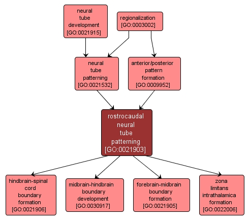 GO:0021903 - rostrocaudal neural tube patterning (interactive image map)