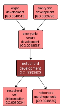 GO:0030903 - notochord development (interactive image map)